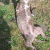 Regi- absoluter Familienhund