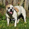 LOLA