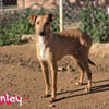 Finley