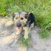 Roschka verschmust und anhänglich