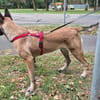 Liebevolle Malinois Mischlings Hündin