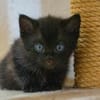 Mutti mit Kitten