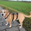 SURI