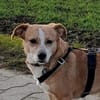 SURI