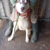Aladar junger Huskyrüde sucht zuhause