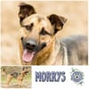 MORRYS * loyaler Herzenshund mit Charme