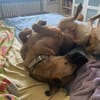 MORRYS * loyaler Herzenshund mit Charme