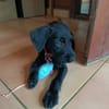 YALLAH, une boule d'amour