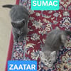 DUO SUMAC ET ZAATAR