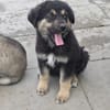 Nash