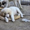 Milos