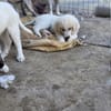 Milos