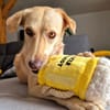 Suzie la belle et douce louloute
