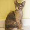 BABETH Chaton femelle type européen