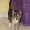 BABETH Chaton femelle type européen