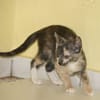 BABETH Chaton femelle type européen