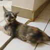 BABETH Chaton femelle type européen