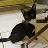 BAGHERRA, chaton femelle type européen