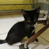 BAGHERRA, chaton femelle type européen