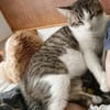 DIDIER, chat européen