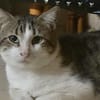 DIDIER, chat européen