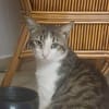 DIDIER, chat européen
