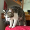 DIDIER, chat européen