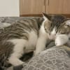 DIDIER, chat européen