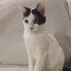 KALICY, chaton femelle européen