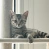 MISTY, Chaton femelle européen