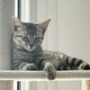 MISTY, Chaton femelle européen