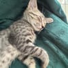 MISTY, Chaton femelle européen