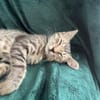 MISTY, Chaton femelle européen