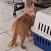 PRALINE, Chatte type européen