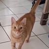 PRALINE, Chatte type européen