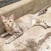 RAYA, chaton femelle européen