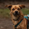 Liebenswerter Lollo sucht Zuhause