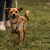 Liebenswerter Lollo sucht Zuhause