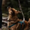 Liebenswerter Lollo sucht Zuhause