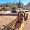 Senior Silas sucht seinen Ruhestand  ei