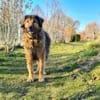 Senior Silas sucht seinen Ruhestand  ei