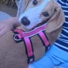 🐕 Mona sucht ihre Familie 🐕