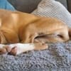 🐕 Mona sucht ihre Familie 🐕