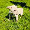 Bambam sucht ein schönes Zuhause