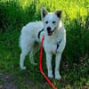 LENNIE sucht Zuhause