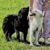 LENNIE sucht Zuhause