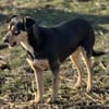 Greta die Pinschermixdame in Bayern