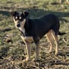 Greta die Pinschermixdame in Bayern
