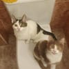 Sebastian und Bettina (Kater, Ataxie)