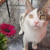 Sebastian und Bettina (Kater, Ataxie)